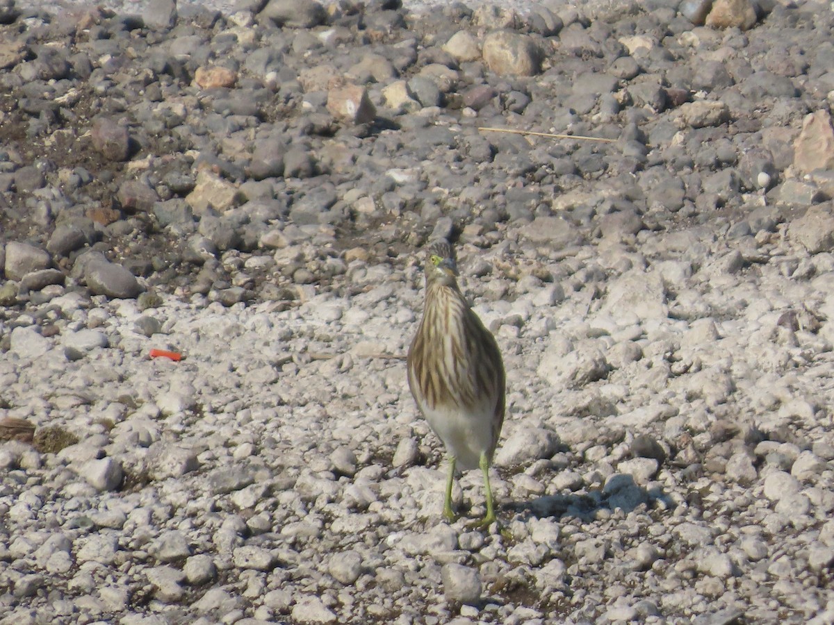 Indian Pond-Heron - ML647074490
