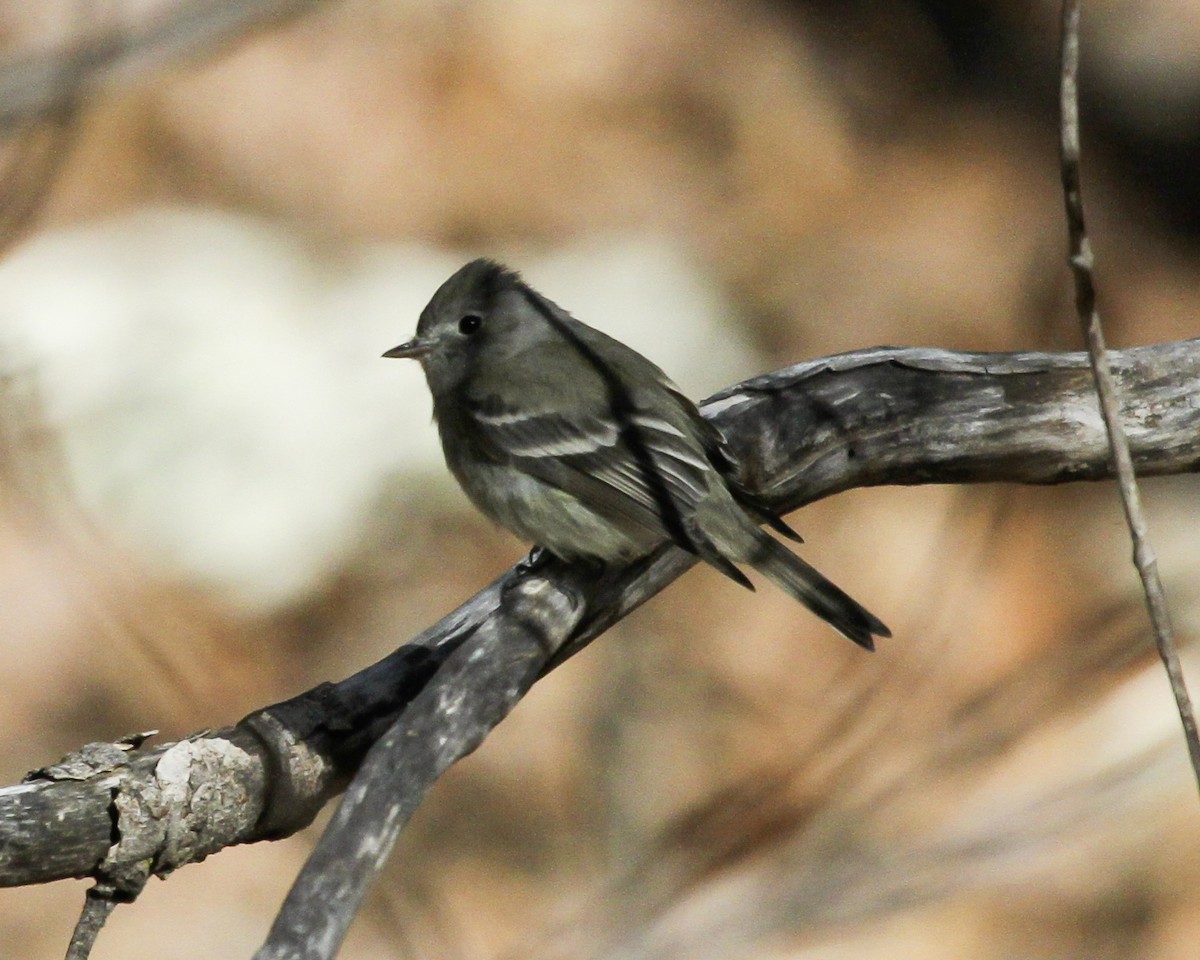 Hammond's Flycatcher - ML647074492