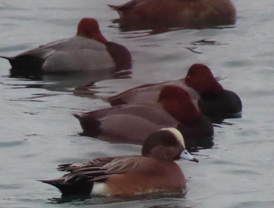 American Wigeon - ML647074497