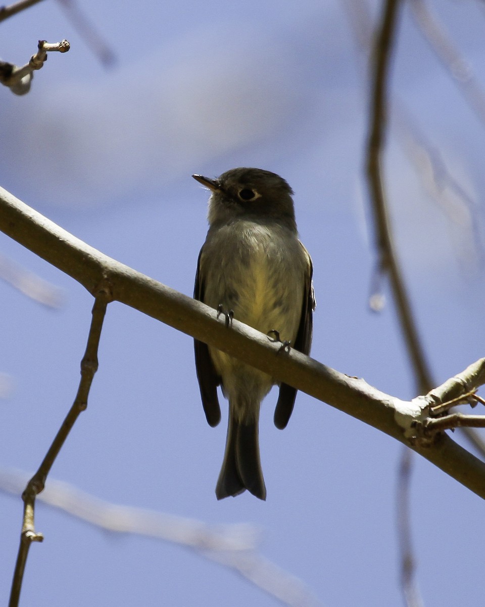 Hammond's Flycatcher - ML647074502