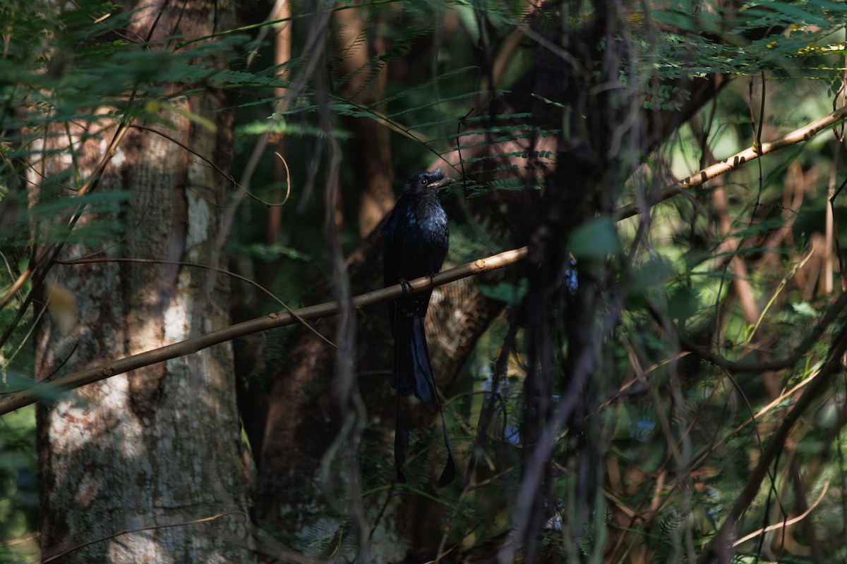 Райский дронго - ML647074504