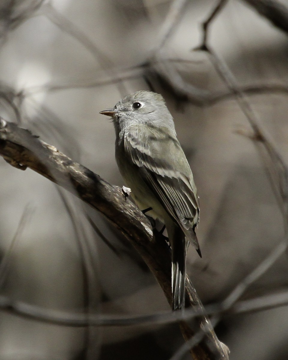 Hammond's Flycatcher - ML647074505