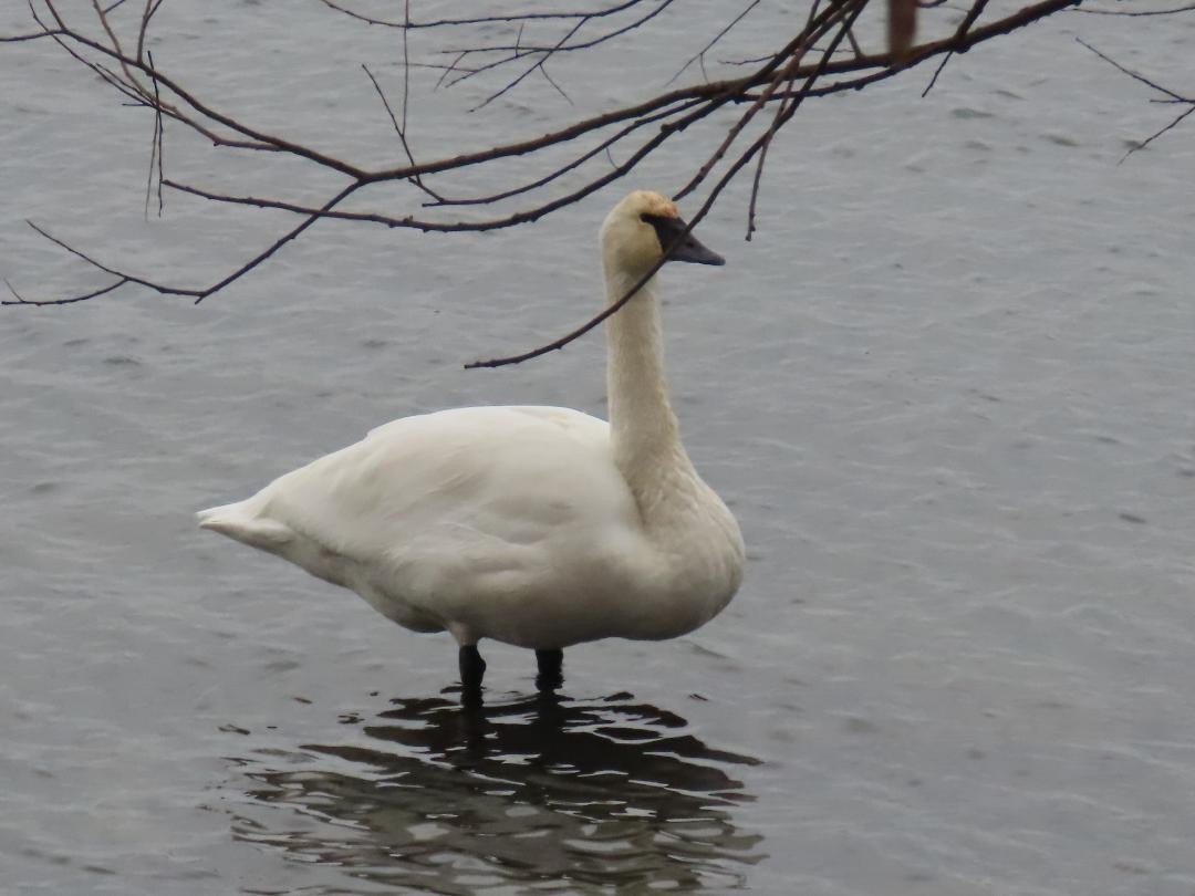 Trumpeter Swan - ML647074506