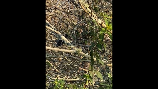 Black-and-white Warbler - ML647074512