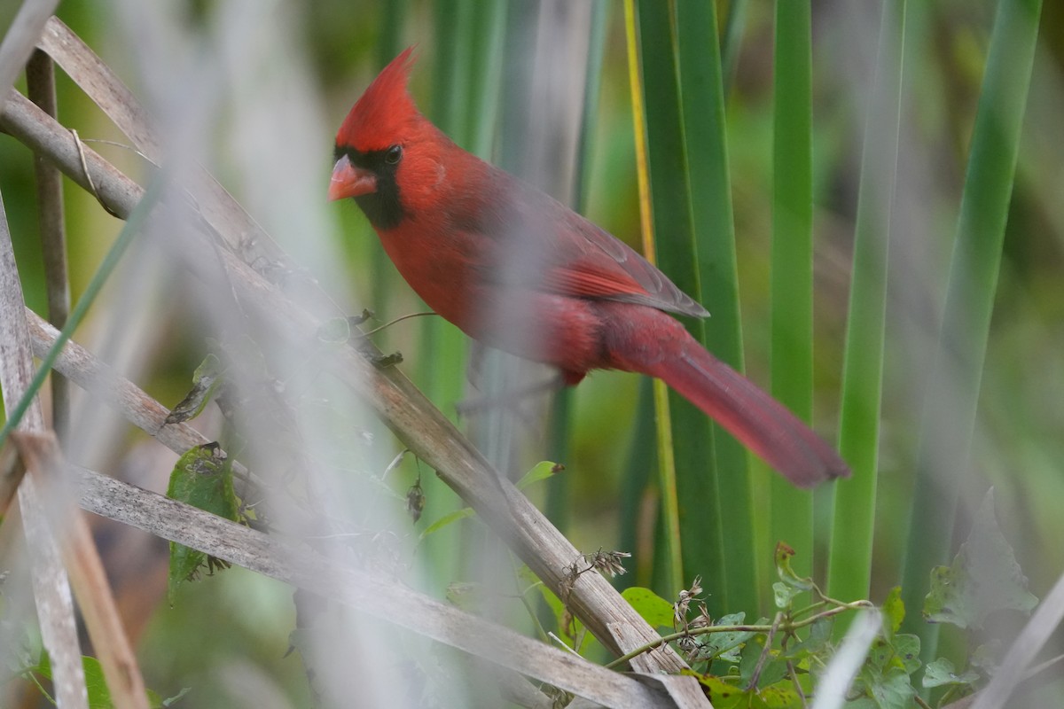 Northern Cardinal - ML647074546