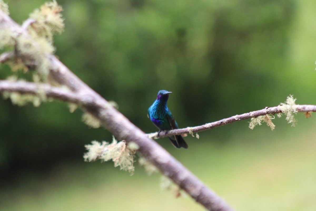 fiolørekolibri - ML647074552