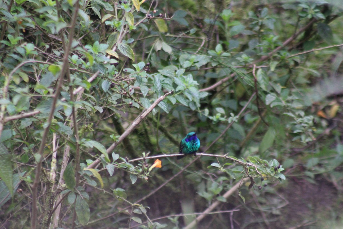 fiolørekolibri - ML647074553