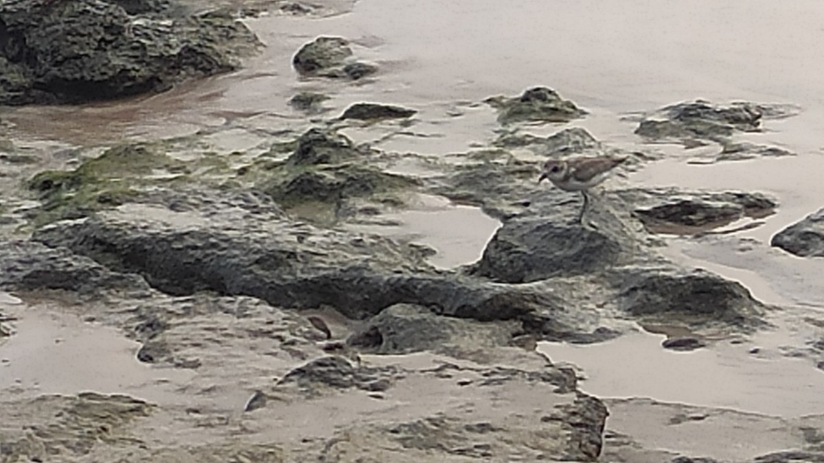 Tibet Cılıbıtı - ML647074556