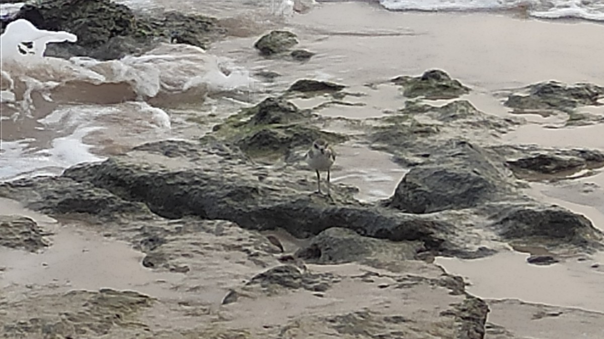 Tibet Cılıbıtı - ML647074557