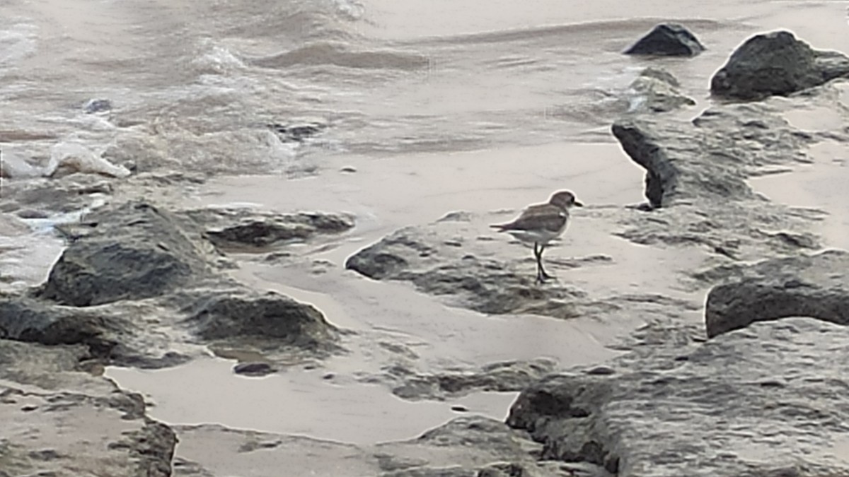 Tibet Cılıbıtı - ML647074558