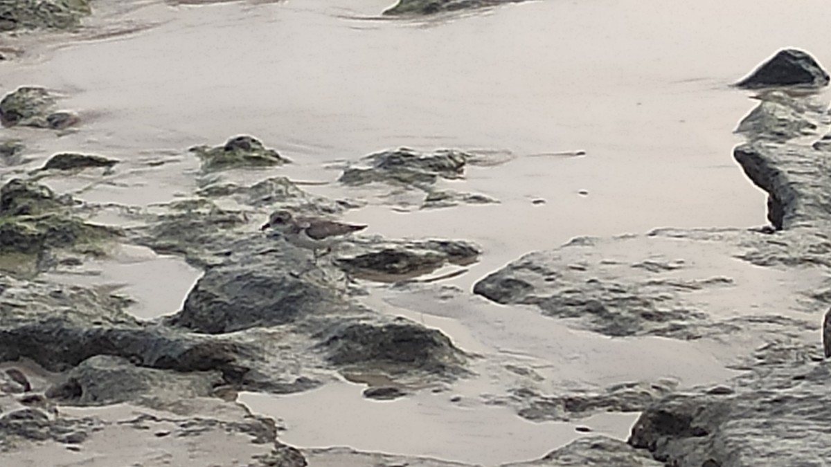 Tibet Cılıbıtı - ML647074559