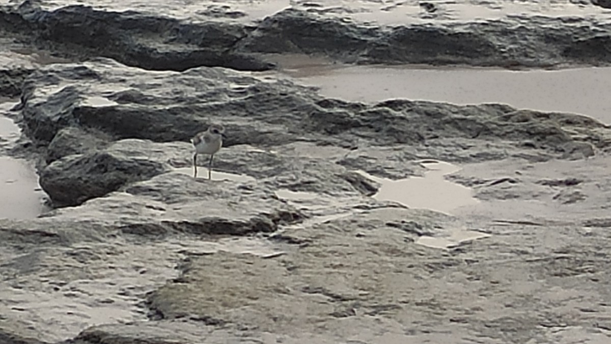 Tibet Cılıbıtı - ML647074560