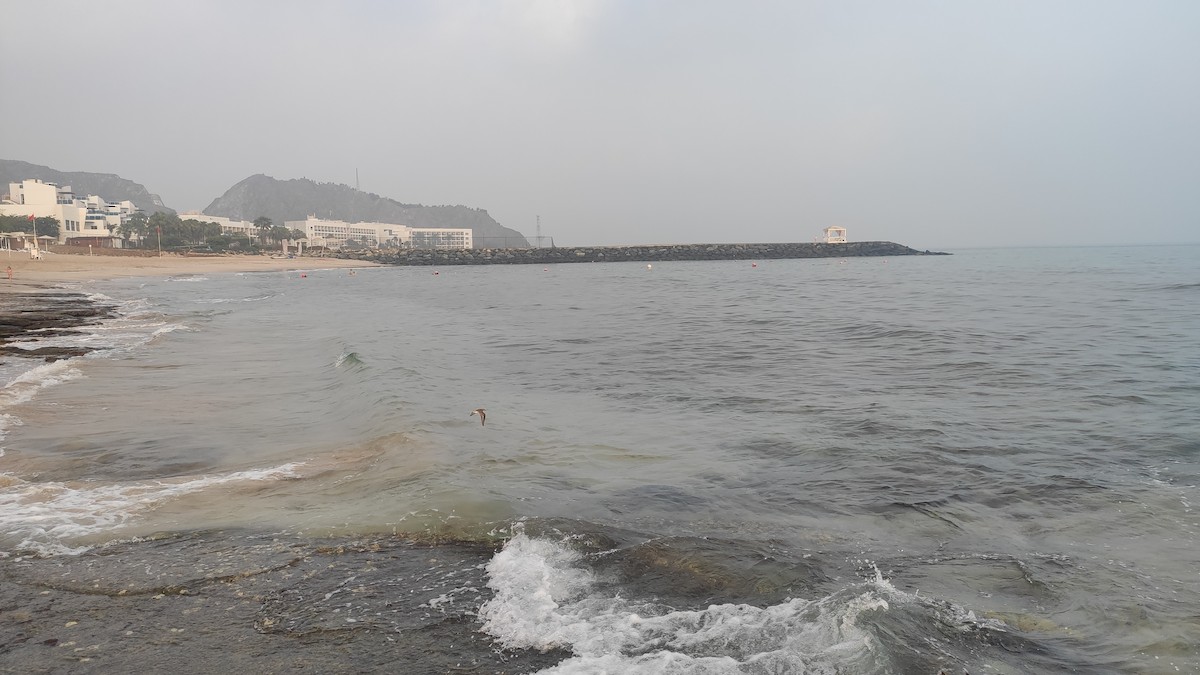 Tibet Cılıbıtı - ML647074561