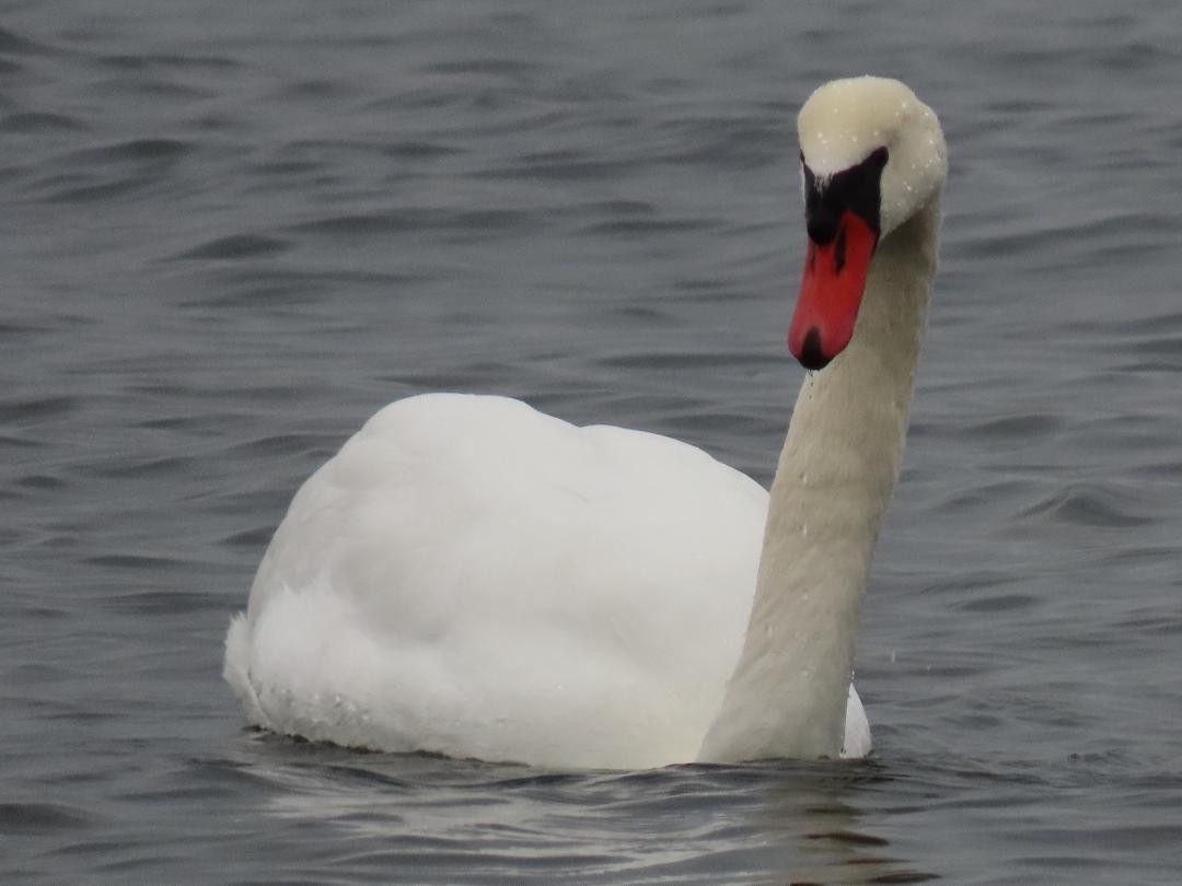 Лебідь-шипун - ML647074577