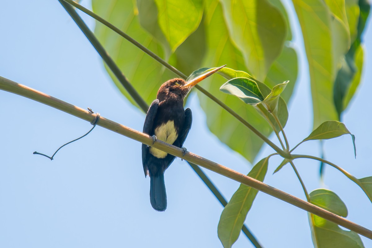 Brown Jacamar - ML647074605