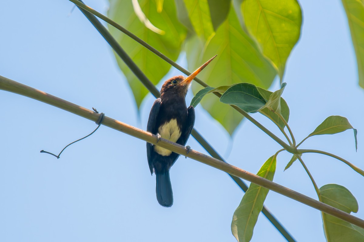 Brown Jacamar - ML647074607