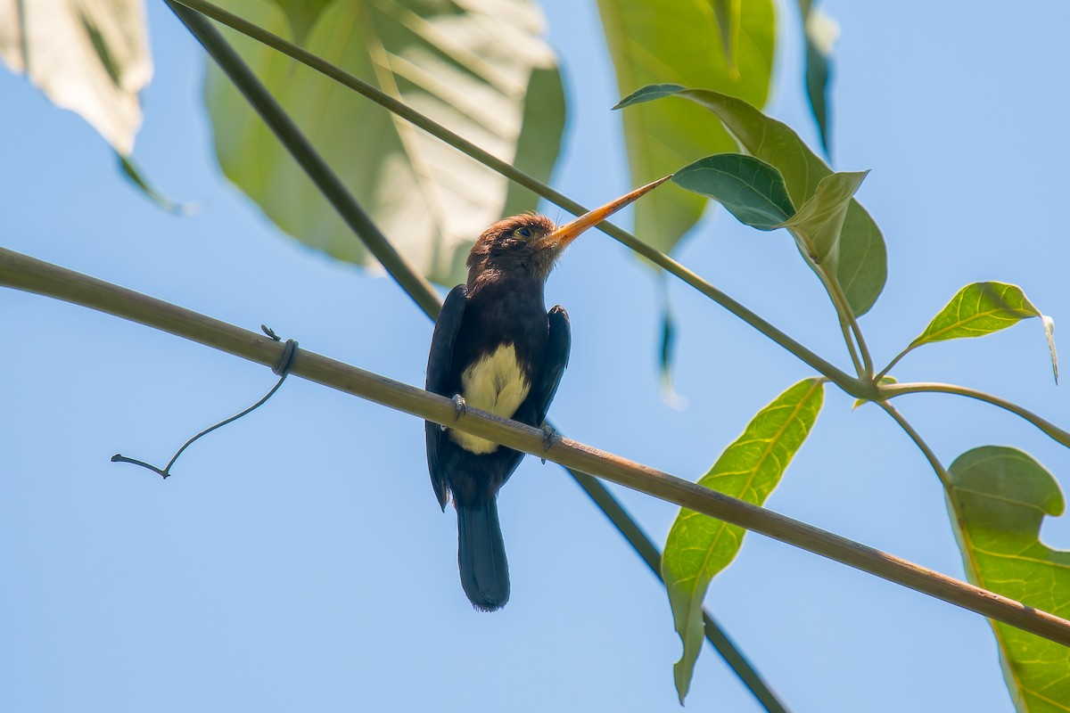 Brown Jacamar - ML647074609