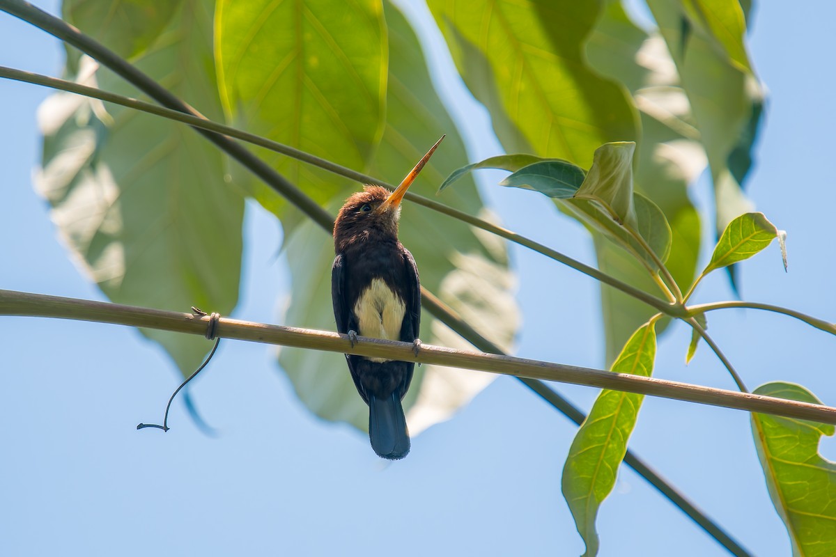 Brown Jacamar - ML647074610