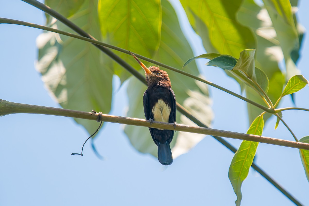 Brown Jacamar - ML647074611