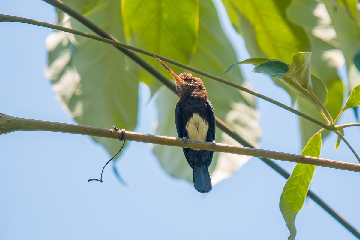 Brown Jacamar - ML647074612