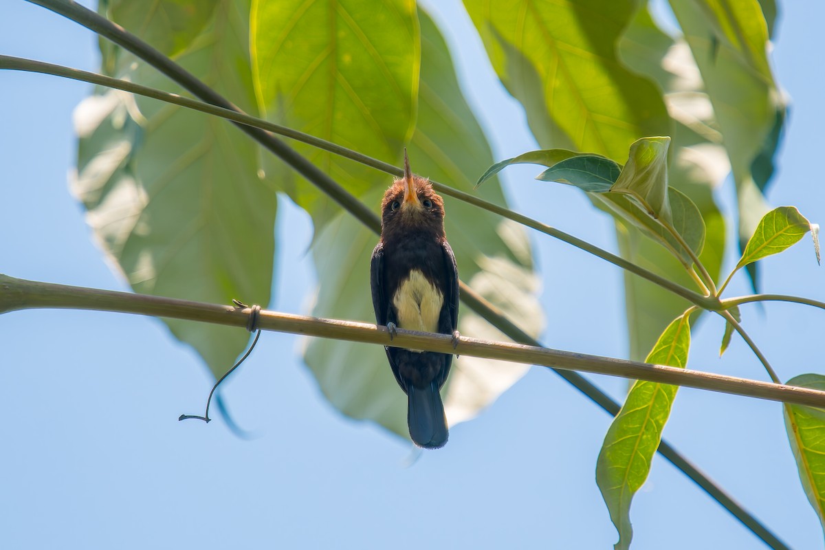 Brown Jacamar - ML647074614