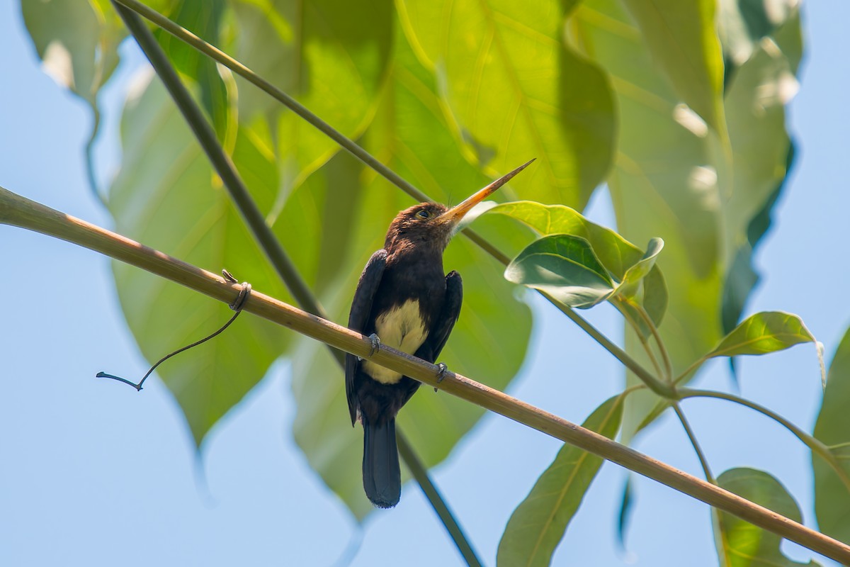 Brown Jacamar - ML647074615