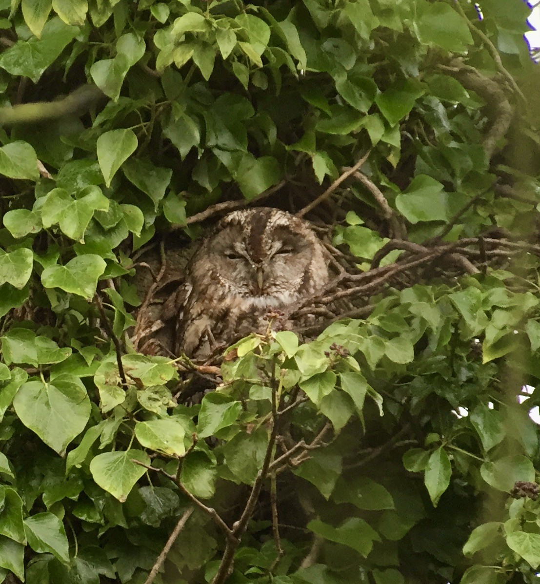 Tawny Owl - ML647074620
