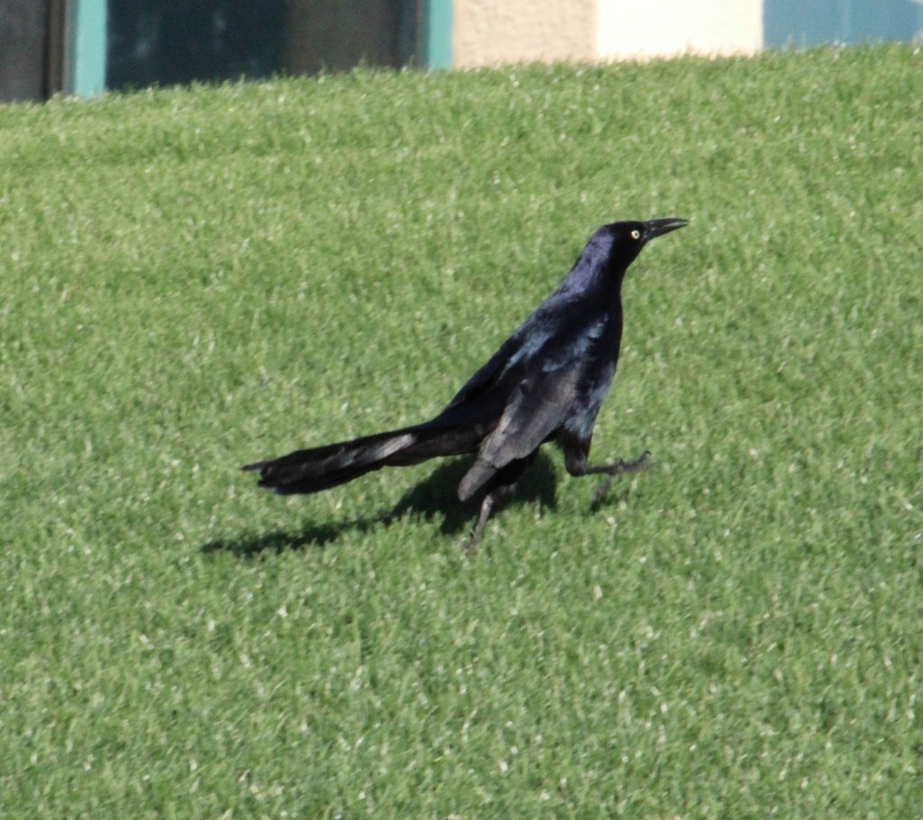 Great-tailed Grackle - ML647074621