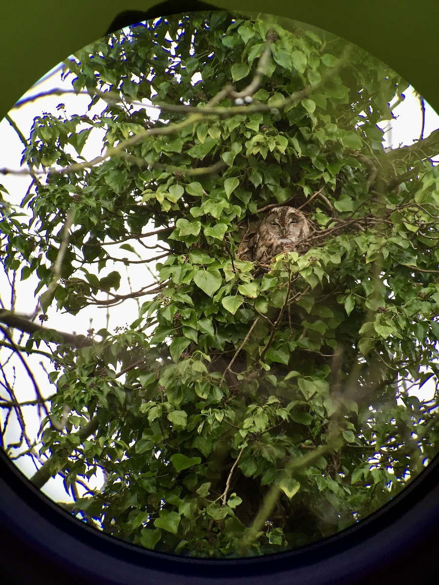 Tawny Owl - ML647074622