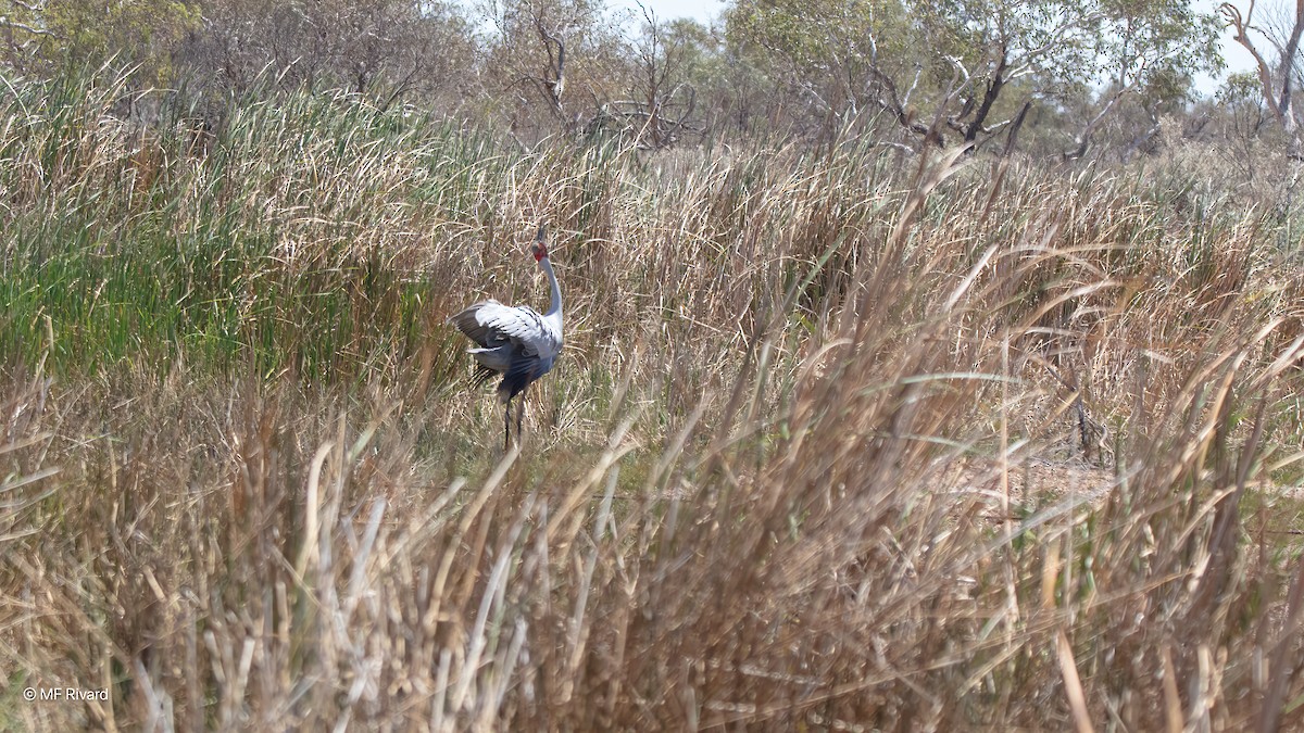 Brolga - ML647074625