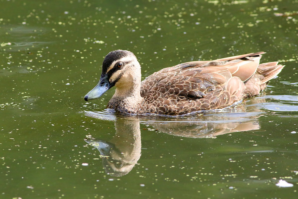 Pacific Black Duck - ML647074629