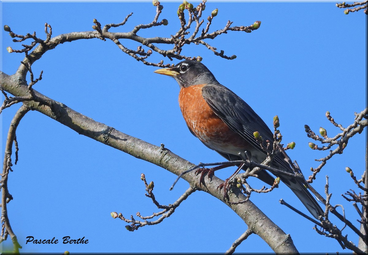 Merle d'Amérique - ML647074632
