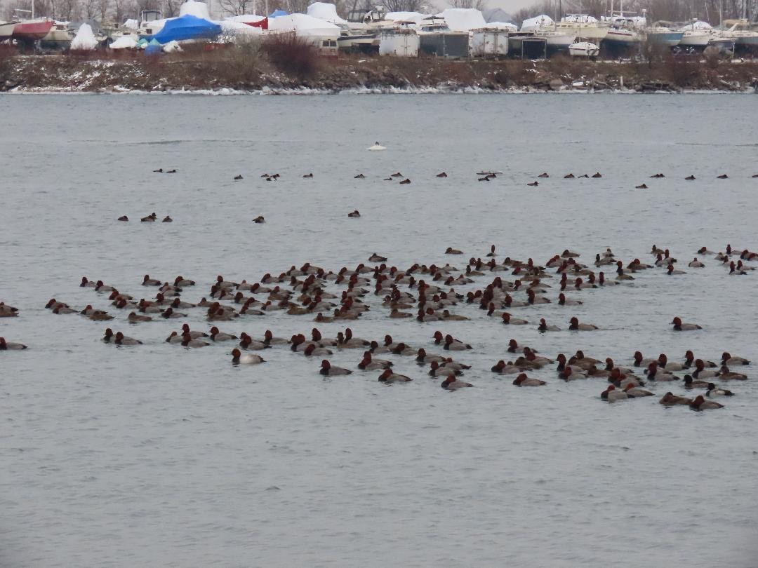 Redhead - ML647074634