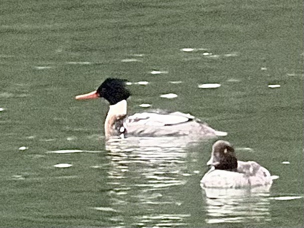 מרגון בינוני - ML647074639