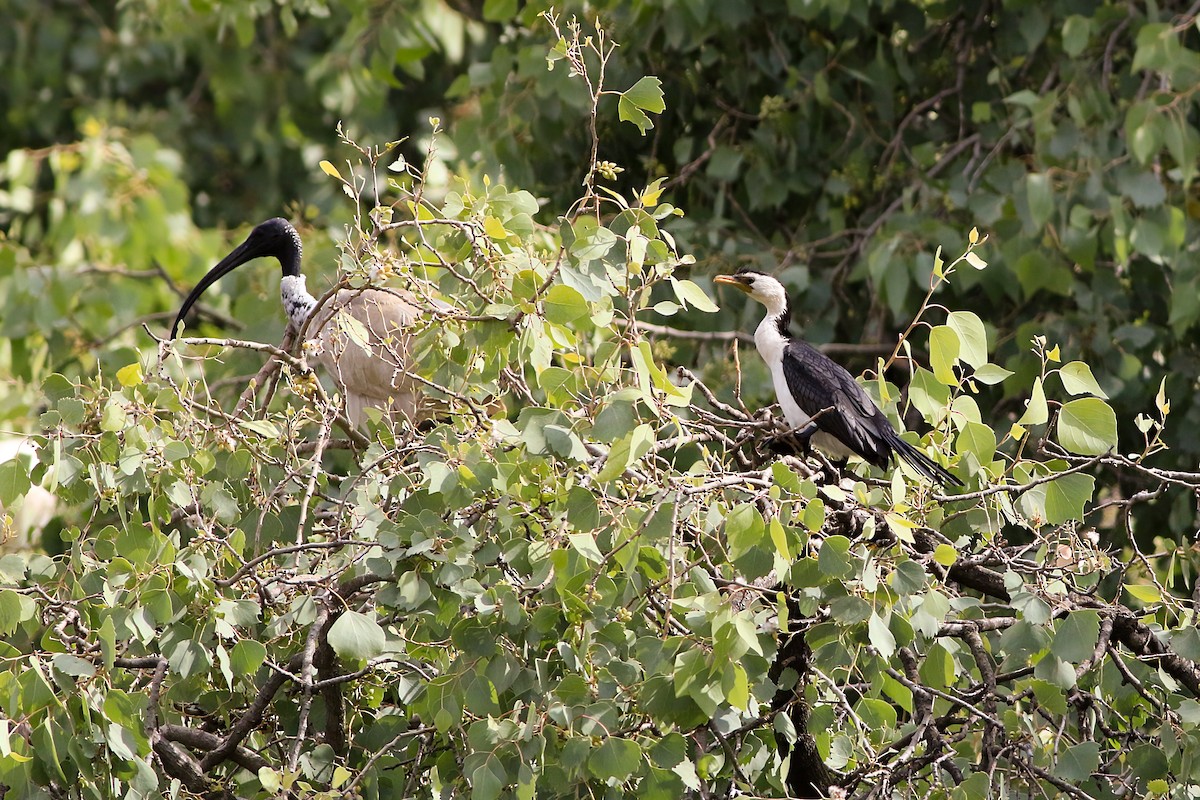 Little Pied Cormorant - ML647074640