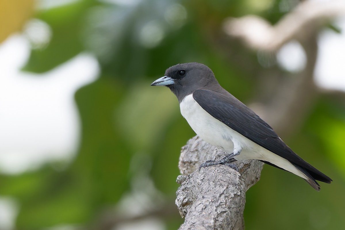 White-breasted Woodswallow - ML647074646