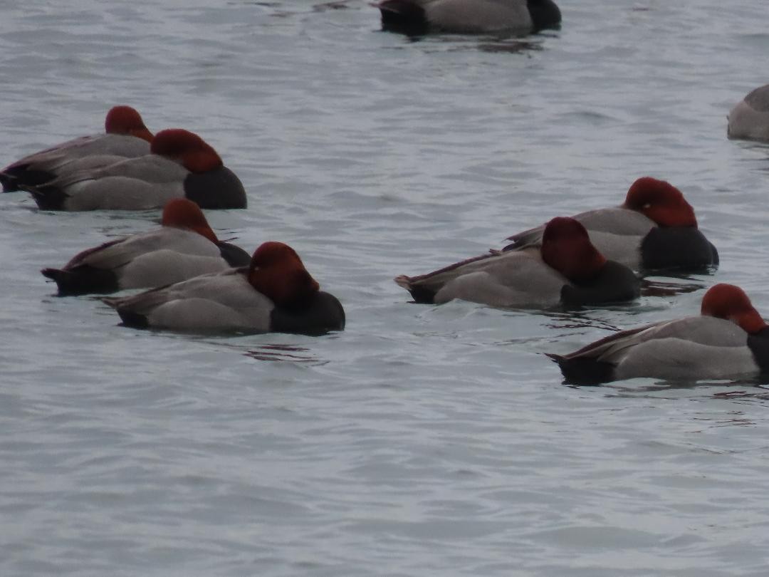 Redhead - ML647074647