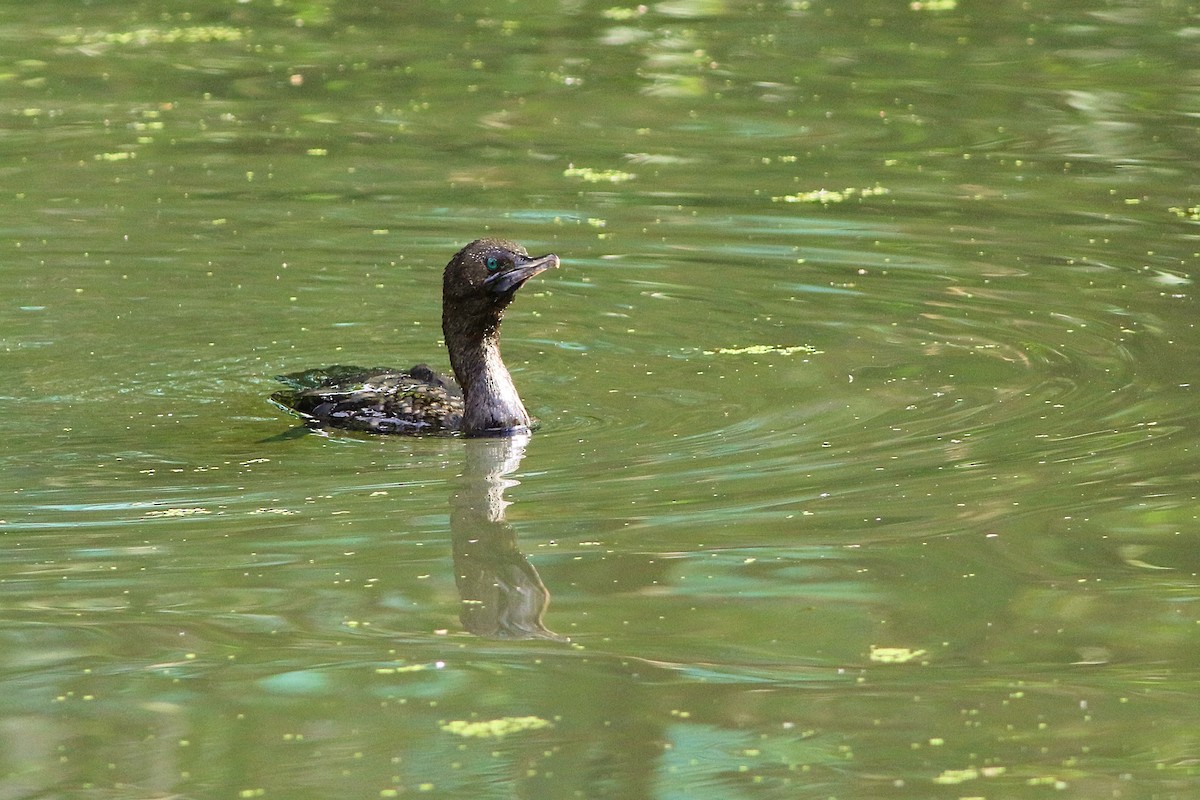 Little Black Cormorant - ML647074648