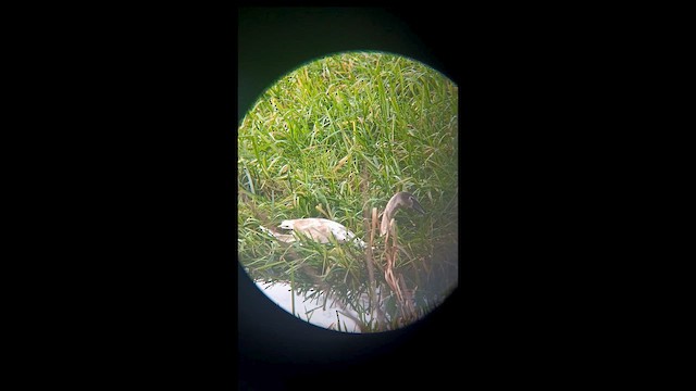 Cigno reale - ML647074650