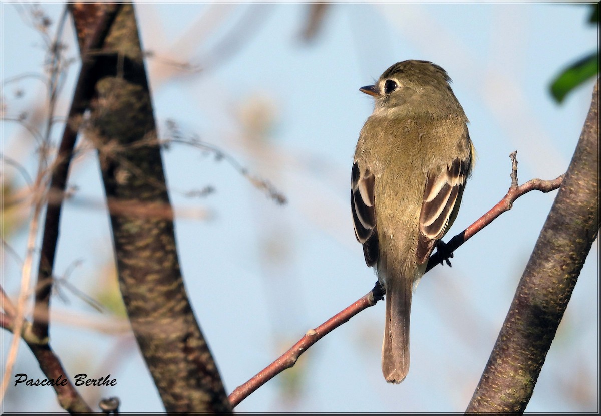 Moucherolle tchébec - ML647074652