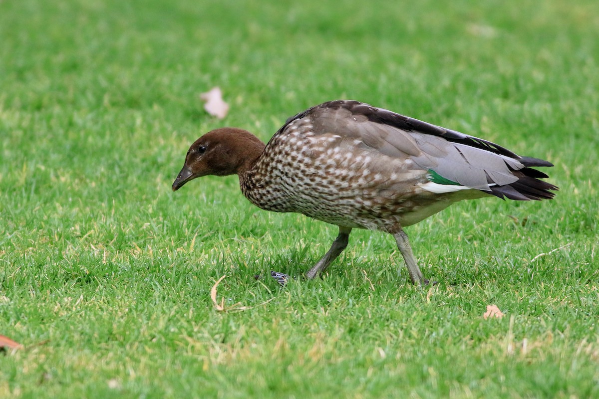 Maned Duck - ML647074653