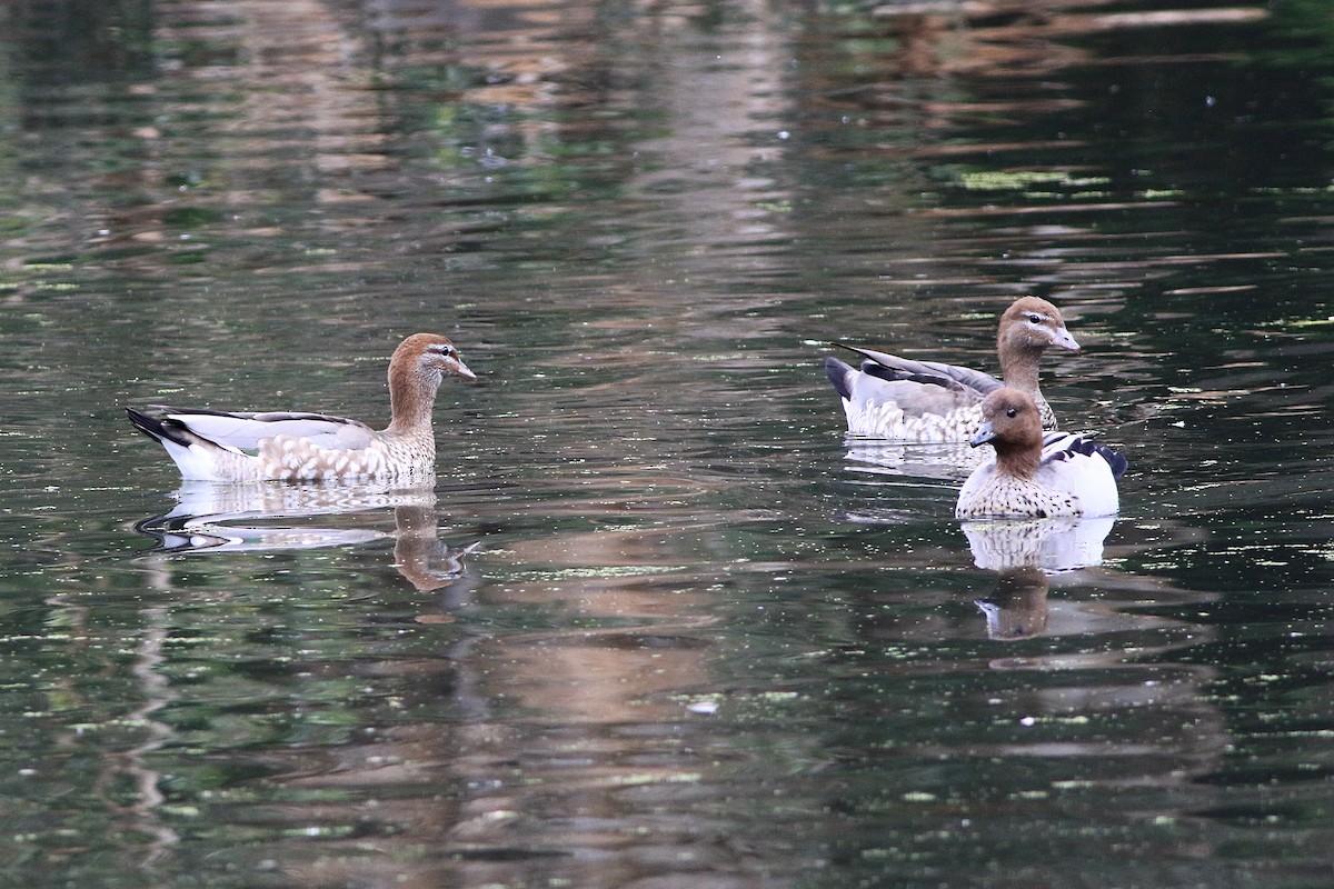 Maned Duck - ML647074654