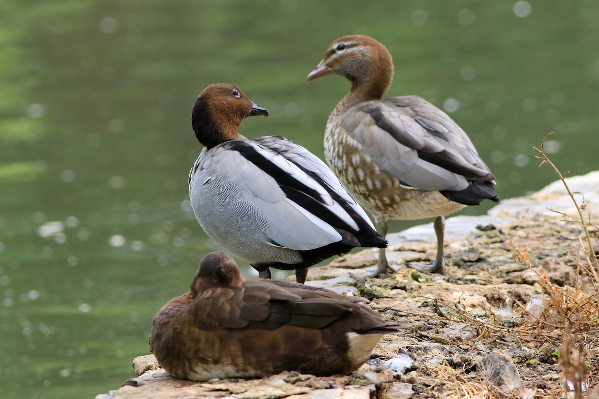 Maned Duck - ML647074655