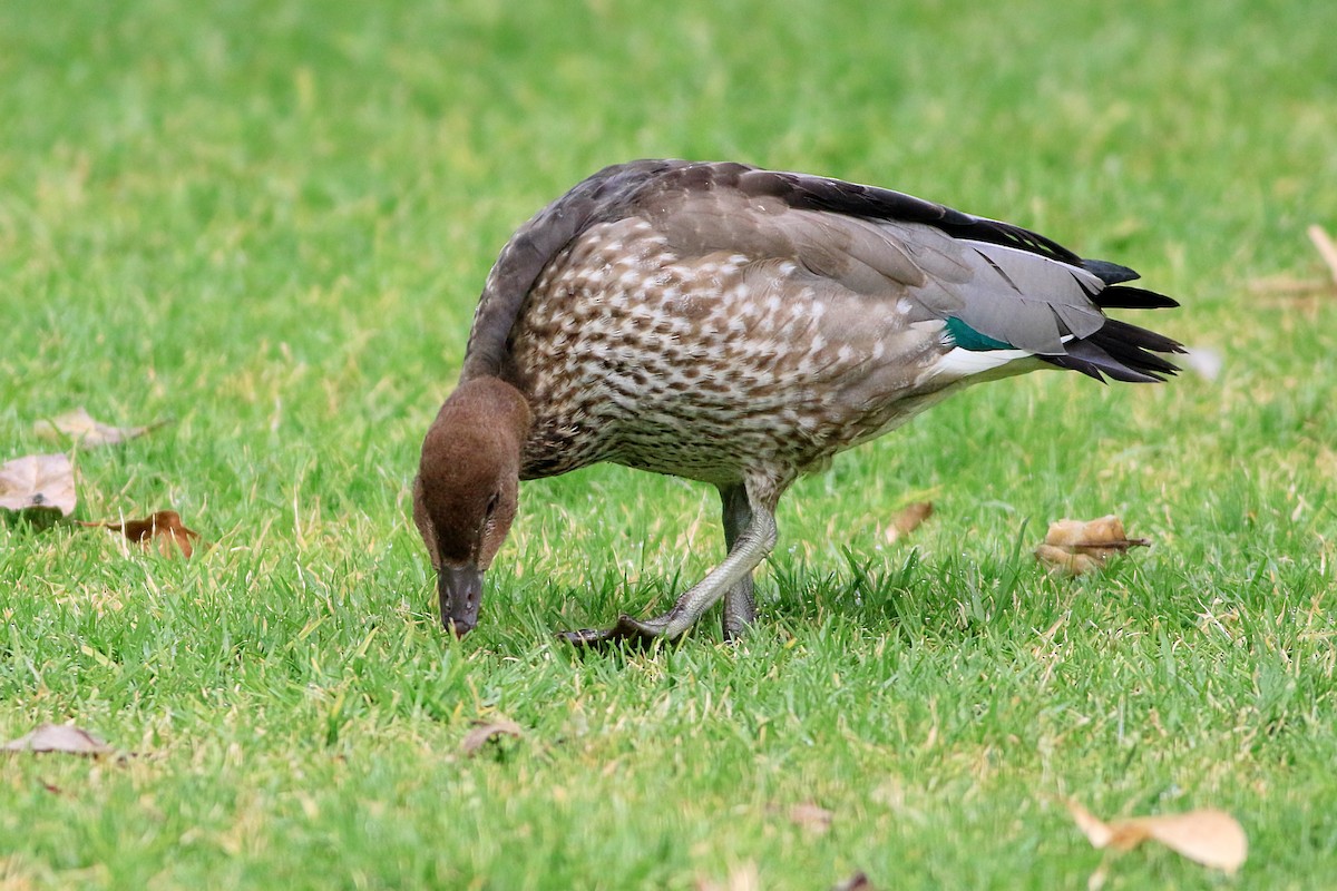 Maned Duck - ML647074656