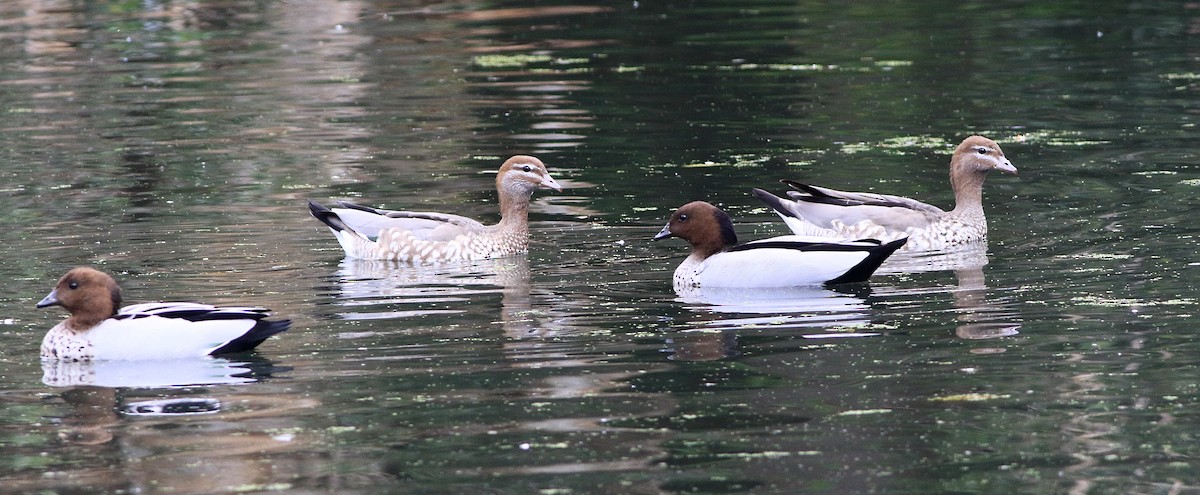 Maned Duck - ML647074657