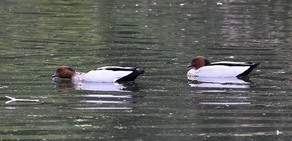 Maned Duck - ML647074658