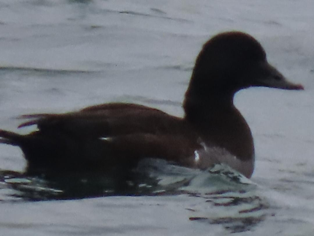 White-winged Scoter - ML647074662
