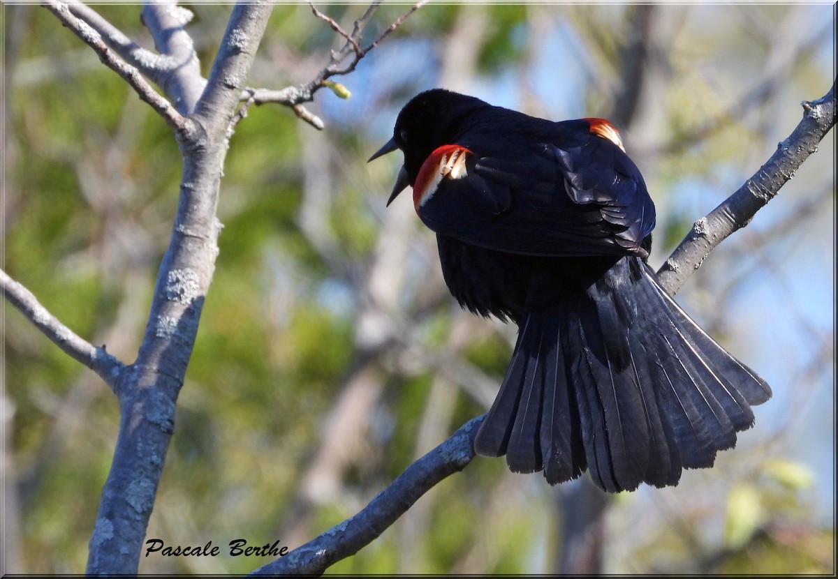 Carouge à épaulettes - ML647074663
