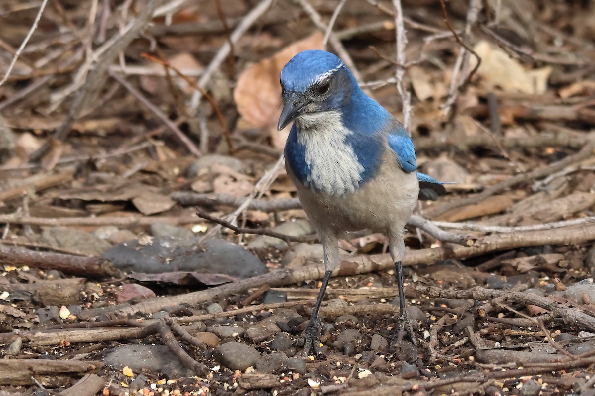California Scrub-Jay - ML647074665