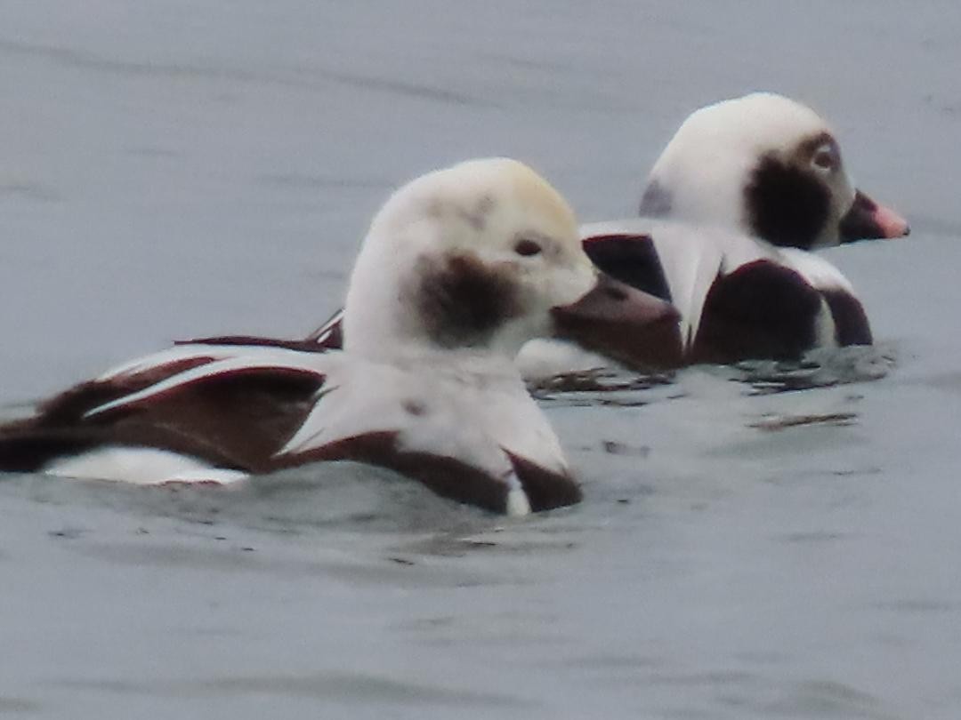 Long-tailed Duck - ML647074686